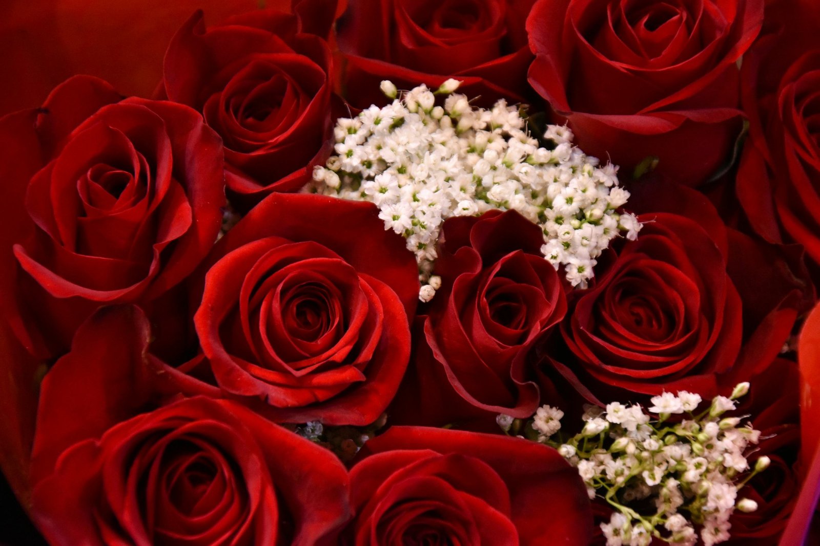 Roses rouges et gypsophile